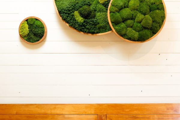 Moss Art Piece-4