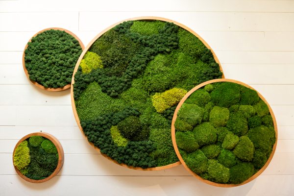 Handcrafted Preserved Moss Art piece